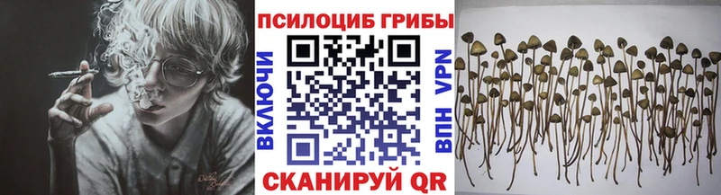 Купить где  Качканар  Галлюциногенные грибы Psilocybine cubensis 